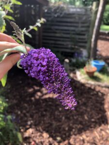 Flower Flower